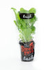 Herbs Basil Large Pot