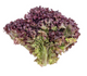 Lettuce Fancy Lollo Rosso Bag